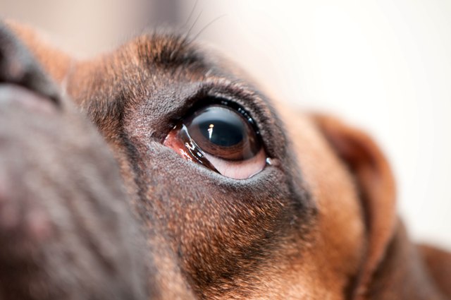 犬の角膜炎 獣医師が解説 ワンペディア