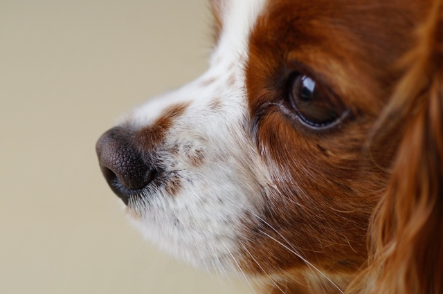 犬の白内障の症状や予防法 ワンペディア