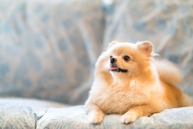 犬の写真をかわいく撮るにはどうしたらいいの ワンペディア