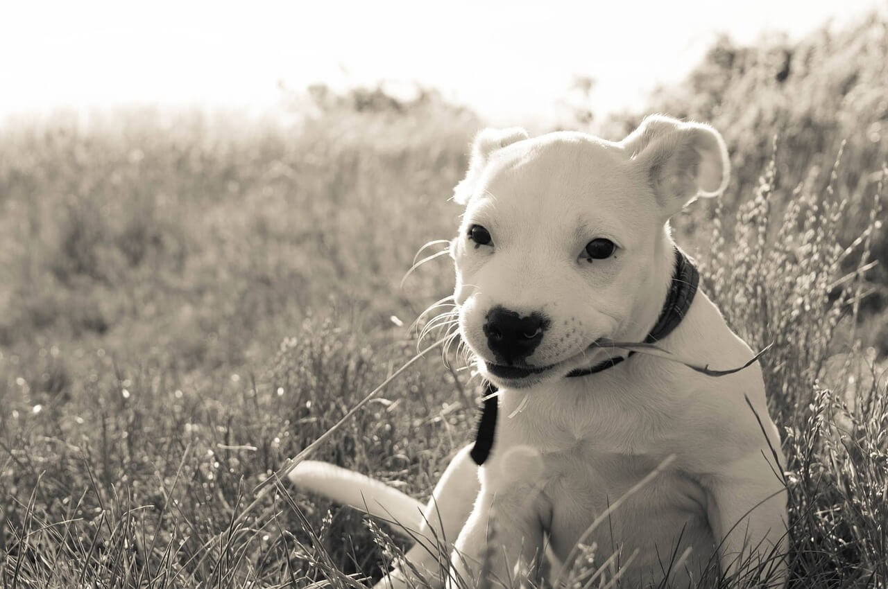 dog-837540_1280