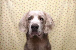 weimaraner-2