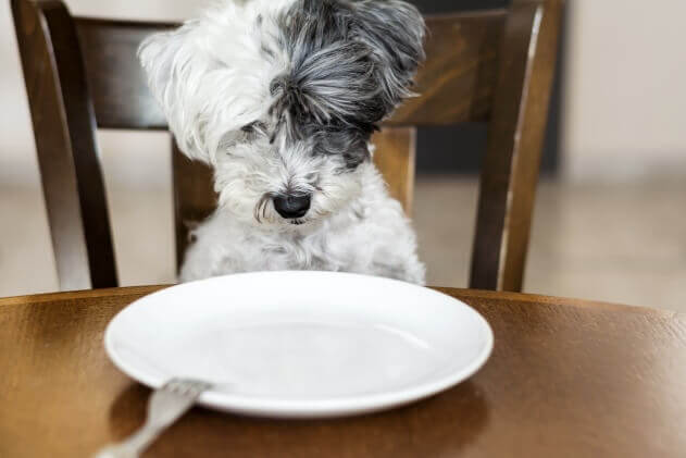 犬の正しいダイエット方法 獣医師が解説 ワンペディア