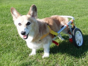 下半身不随になってしまってからも、犬用車椅子で走り回れるようになると、嬉しそうです。