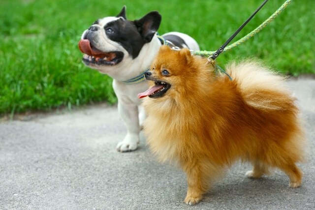 Walking dogs in park