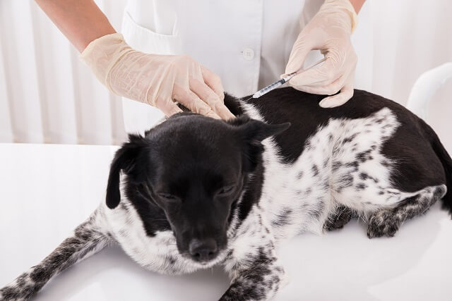 犬 の ワクチン 種類