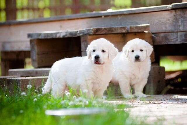 two adorable golden retriever puppies