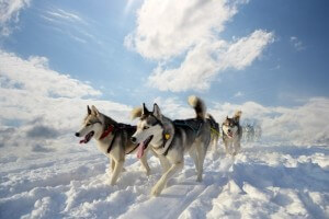 雪原が似合います
