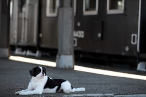 電車を待つ犬