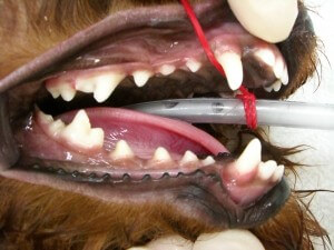 犬の歯の形