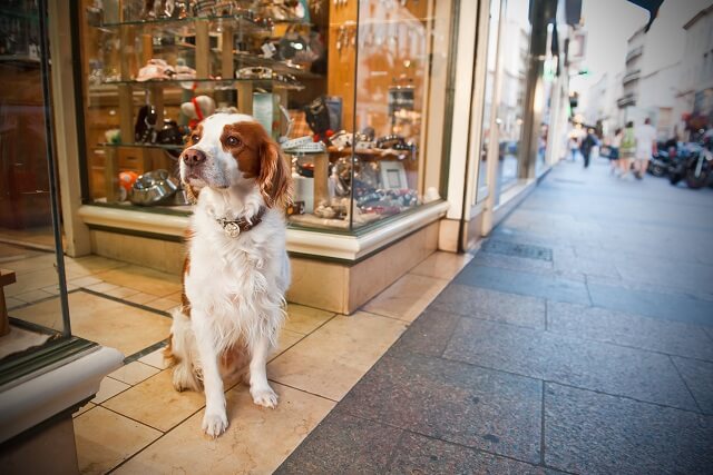 愛犬と入場ｏｋ 東京のショッピングスポット ワンペディア