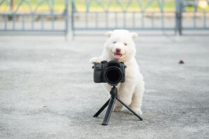 写真を撮る犬