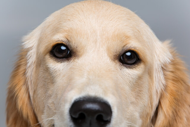 涙やけにかかった犬