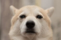 犬の不一致症