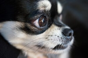 角膜潰瘍に悩む犬