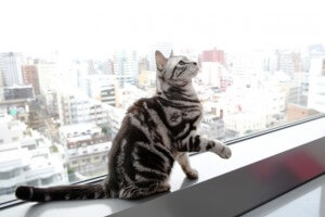窓際に佇む猫