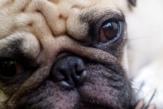 犬の視力は本当に悪いの 犬から見える世界 獣医師が解説 ワンペディア