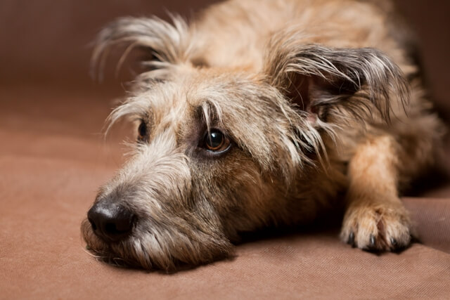 じーっと見つめてくるときの犬の気持ちは 獣医師が解説 ワンペディア