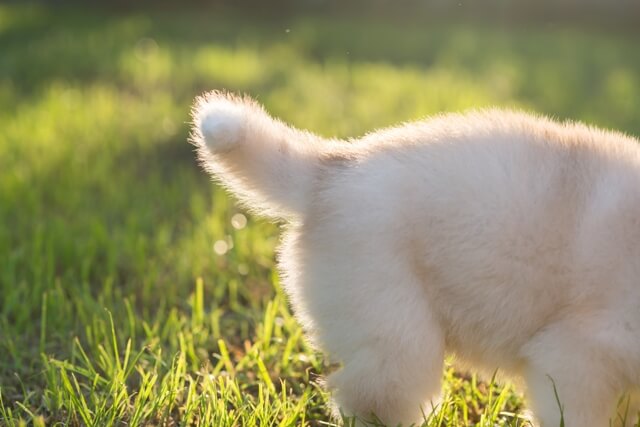 犬の しっぽ で感情を読み取ろう ワンペディア