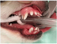 犬の歯の生え変わり時期って 気をつけることはあるの 獣医師が解説 ワンペディア