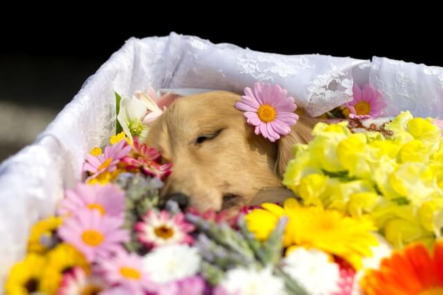 愛犬とお別れしたときに 考えなければならないお葬式 獣医師が解説 ワンペディア