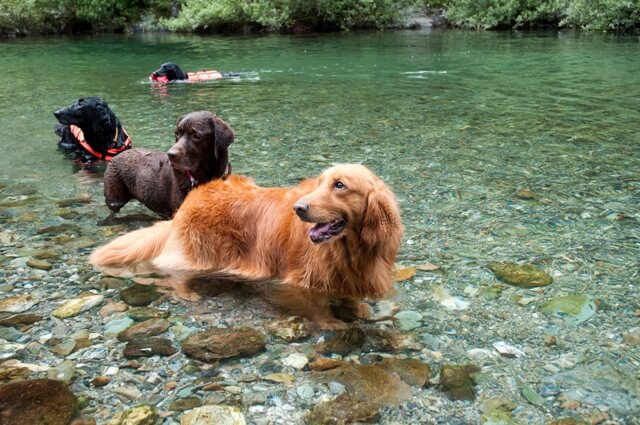 ワンちゃんはみんな 犬かき ができるの ワンペディア