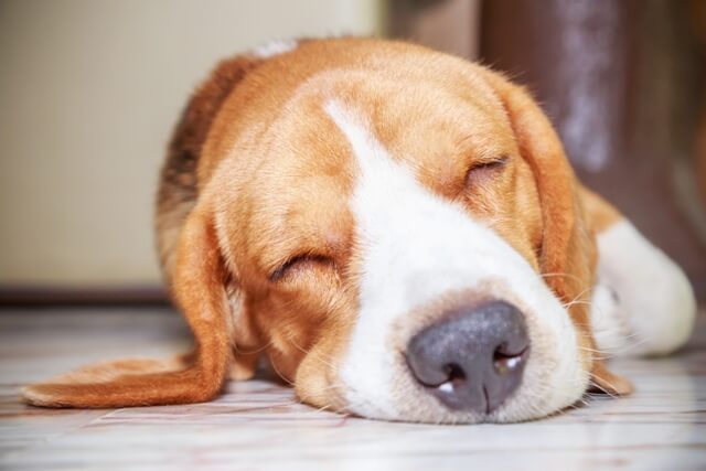 犬のいびきは病気なの 獣医師が解説 ワンペディア