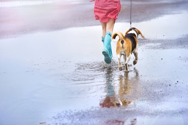 雨の日の犬のお散歩 どうしてますか ワンペディア