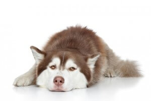 Siberian Husky dog resting