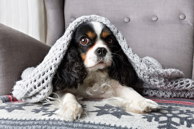 寒い日だって快適に 室内外別 犬の防寒対策 獣医師が解説 ワンペディア