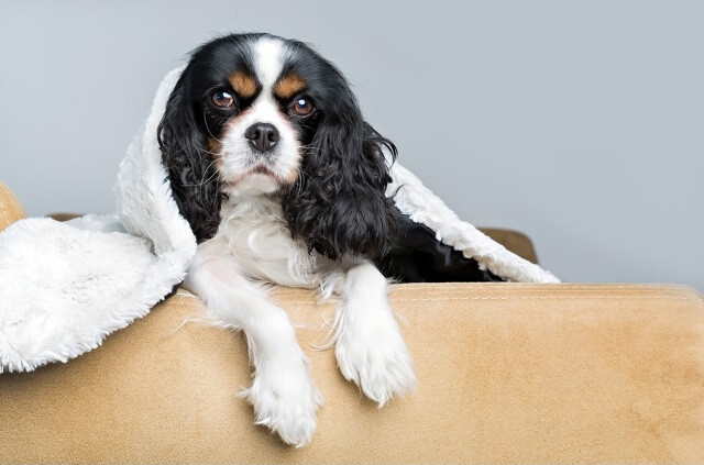 ゆるい が 子犬 うんち