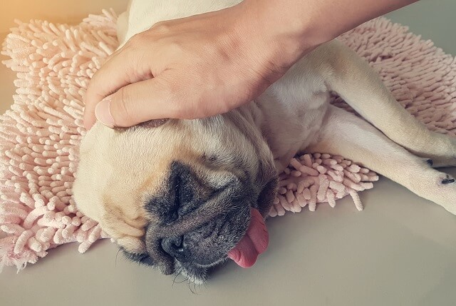 Human pet the Sleepy Puppy Pug Dog with the soft hand to take ca