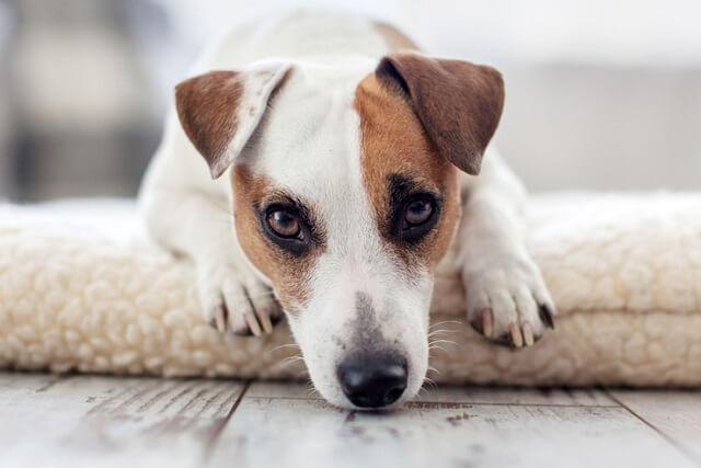 犬が自分の体を舐めるのは ストレスが原因かも 獣医師が解説 ワンペディア