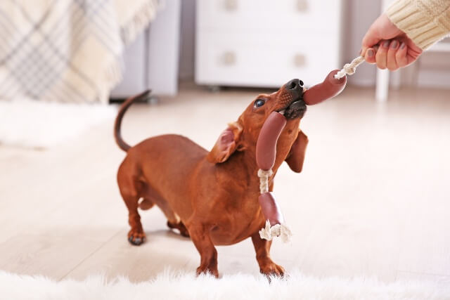 Dachshund dog playing in living room