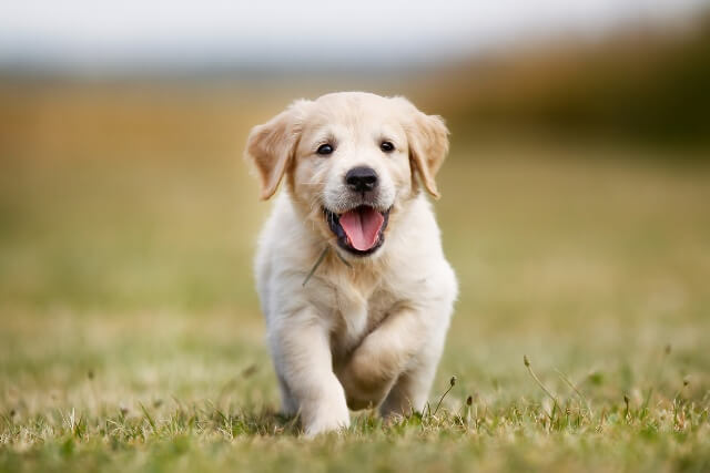 Happy golden retriever puppy