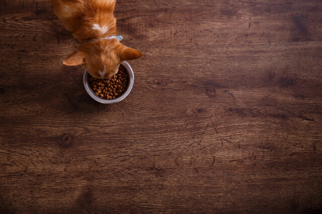 Chihuahua dog eat feed. Bowl of dry kibble food.