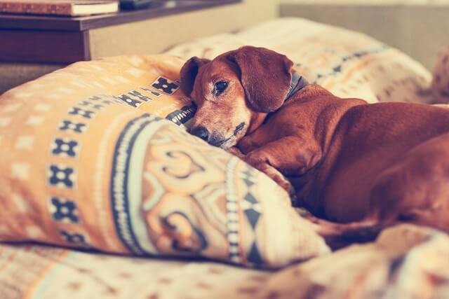 Old brown dog, the dachshund relaxes comfortably on the pillow