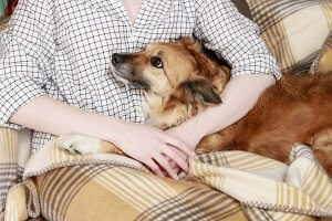 Young woman sitting on the sofa with her cute dog