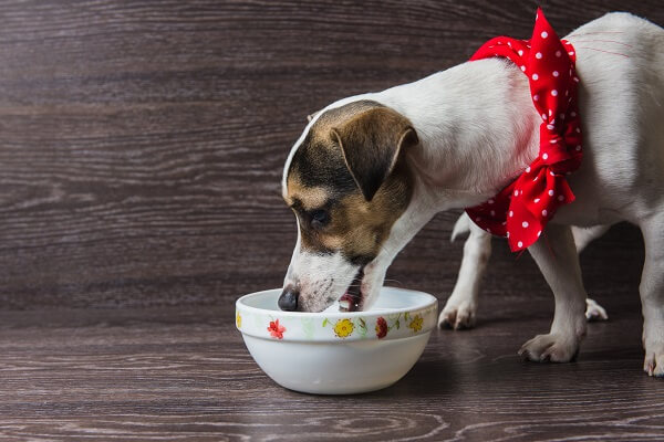 Dog eats from a plate. Jack Russell Terrier in front of dark wooden background.