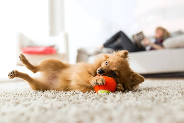 愛犬の好きなこと 苦手なこと きちんと把握できていますか 獣医師が解説 ワンペディア