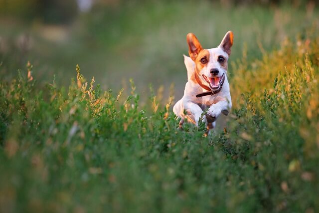 アメリカでは飼い主が犬の最期を決める 安楽死 という選択 ワンペディア