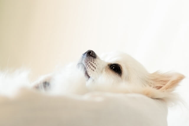 犬の尿路結石ってどんな病気 痛みはあるの ワンペディア