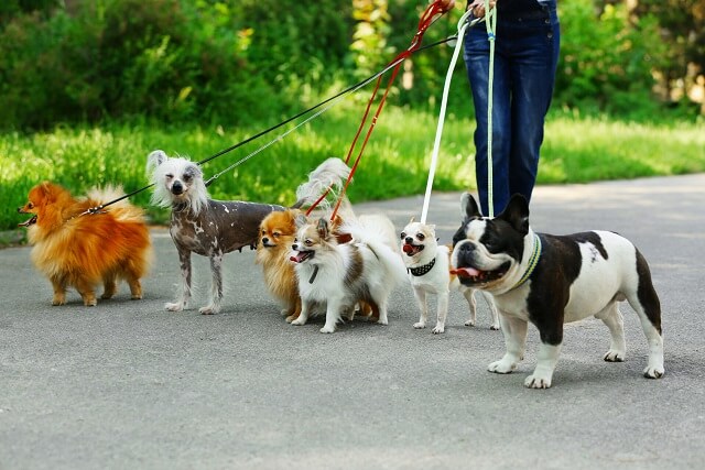 犬のリードの種類と選び方 獣医師監修 ワンペディア