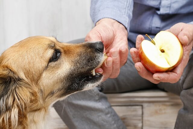 獣医師監修 犬はりんごを食べても大丈夫 食べ方や注意するべき点は ワンペディア