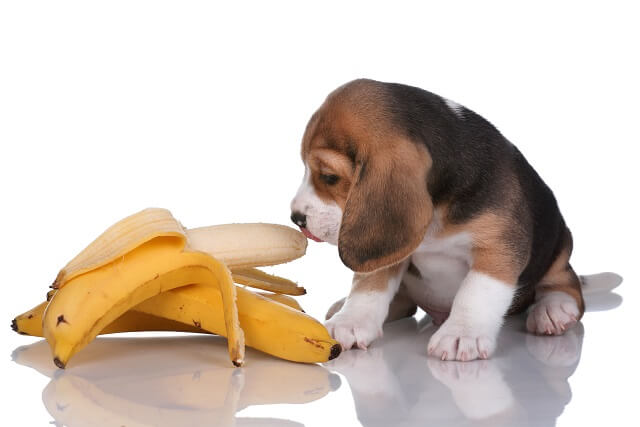 獣医師監修 犬はバナナを食べても大丈夫 皮も一緒に与えてもいいの ワンペディア