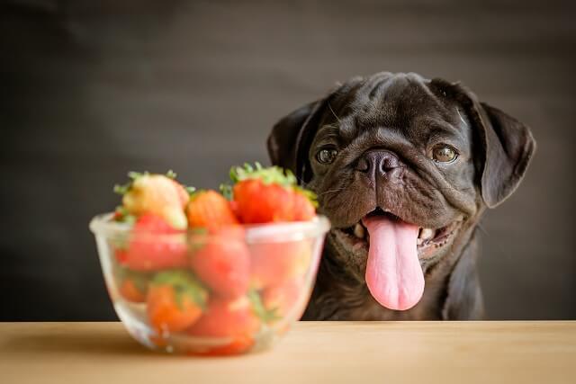 獣医師監修 犬はいちごを食べても大丈夫 食べ方や注意点はあるの ワンペディア