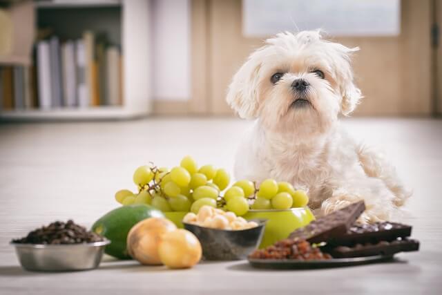 獣医師監修 犬はぶどうを食べても大丈夫 実は中毒になる非常に危険性のある果物 ワンペディア