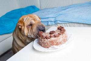 獣医師監修 犬にチョコレートを与えてはダメ 食べたときの中毒症状は 対処法は ワンペディア