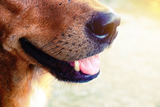 獣医師監修 犬の 食事 飲水 排泄 呼吸 のチェックは 病気の早期発見の重要なポイント ワンペディア