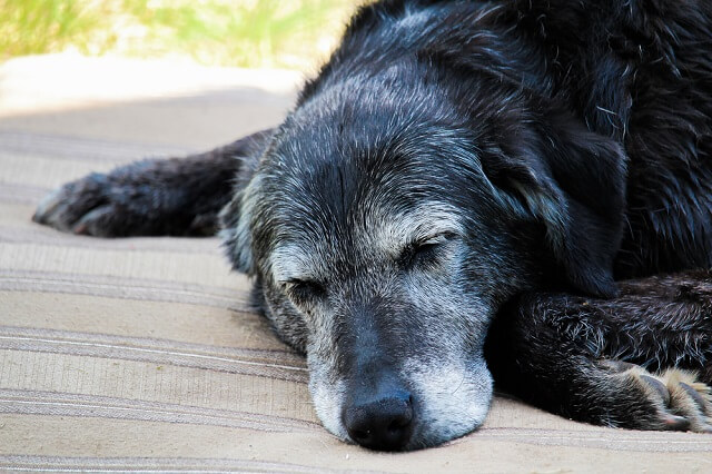 獣医師監修 シニア犬の病気を早期発見するために 観察ポイントと健康チェック法を紹介 ワンペディア