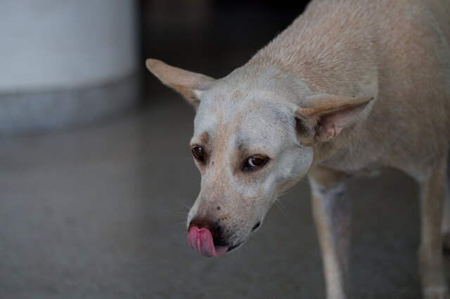 獣医師監修 犬が鼻をペロペロ舐めるのはなぜ 知っておきたい犬の習性と病気のサインとは ワンペディア